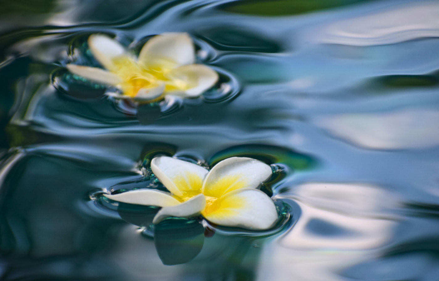 Two plumeria flowers gently floating on calm water