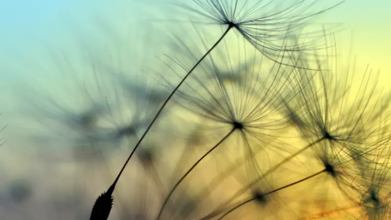 Closeup of a dandelion with a flowering stem afloat and a blue and golden sunset in the background