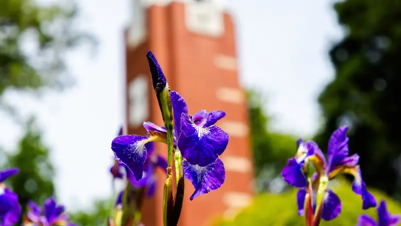 Purple Iris flowers with the campus bell tower in the background
