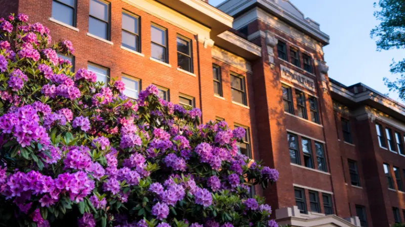 Campus building with large purple rhododendron bush in front