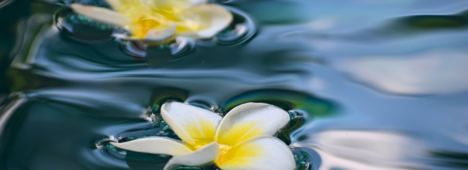Two plumeria flowers gently floating on calm water