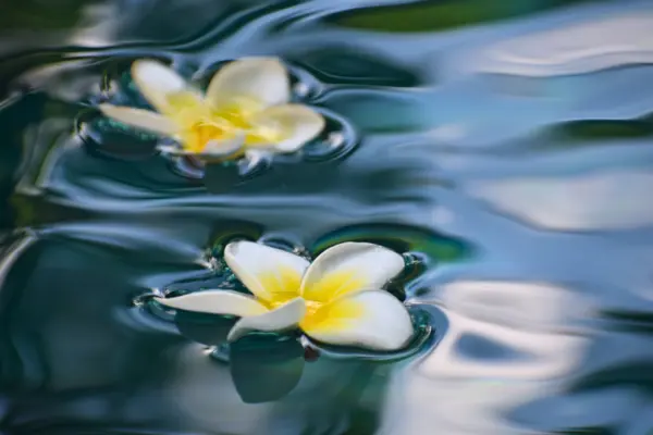 Two plumeria flowers gently floating on calm water